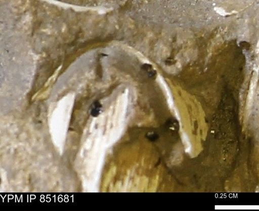 Limopsis striatopunctatus