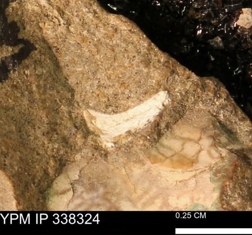 Protocardia subquadrata