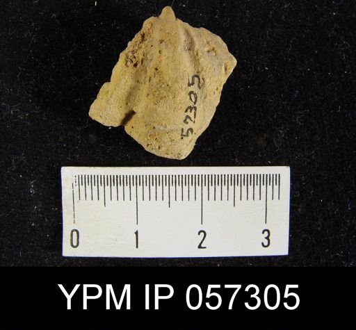 Eospirifer macropleura