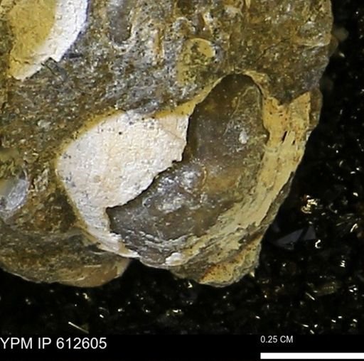 undet. Bivalvia