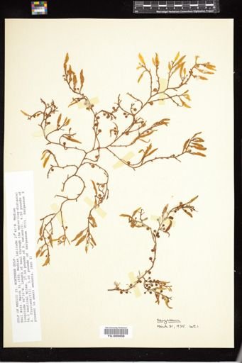 Sargassum