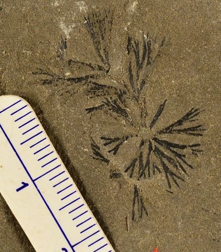 Sphenophyllum sp.