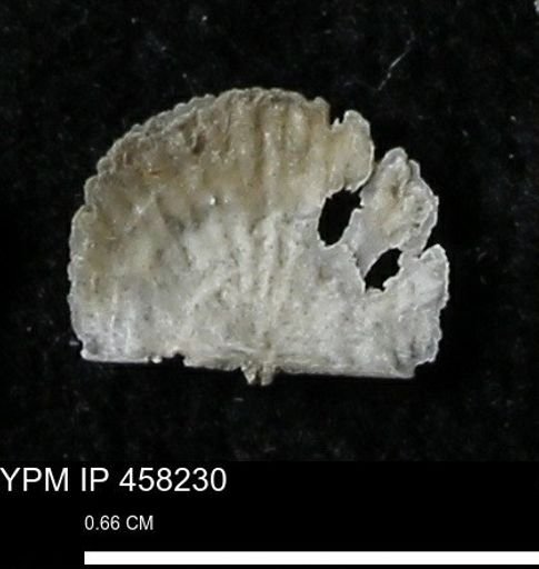 Chonetes mucronatus