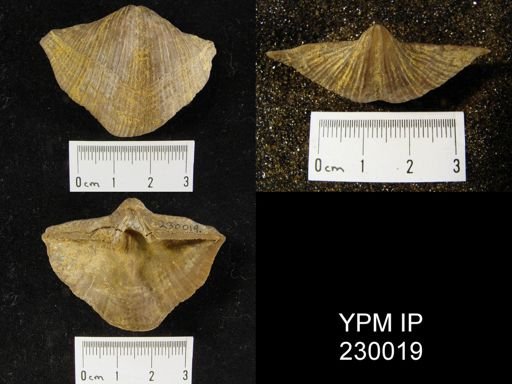 Neospirifer sp.