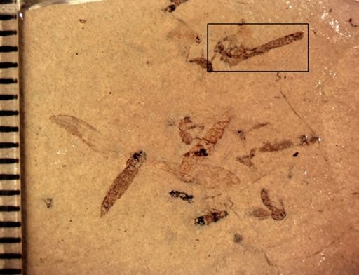 undet. Tipulidae
