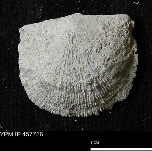 Strophodonta sp.