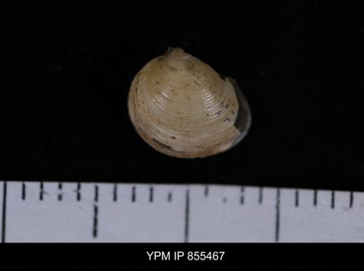 Limopsis striatopunctatus