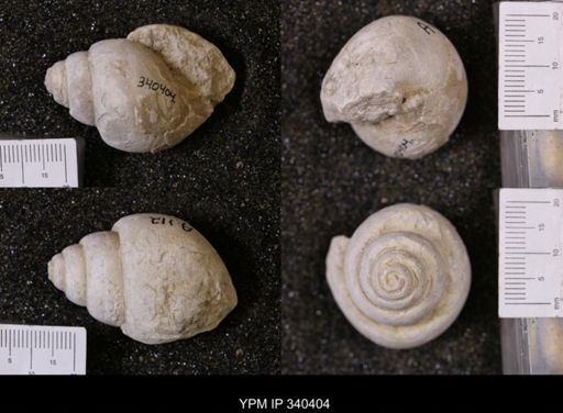Tylostoma tumidum