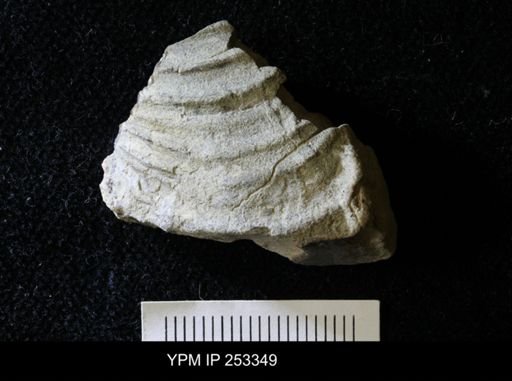 undet. Bivalvia