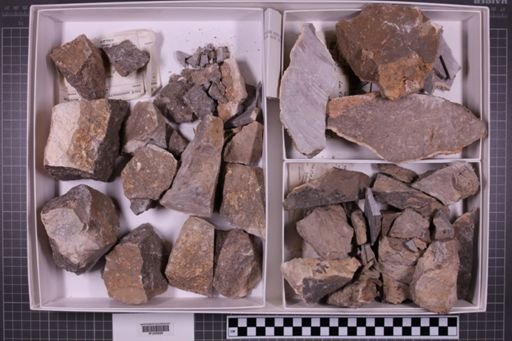mixed taxa, stratigraphic collection
