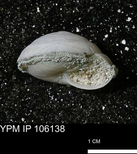 Poecilozonites bermudensis zonatus