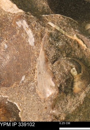 undet. Bivalvia