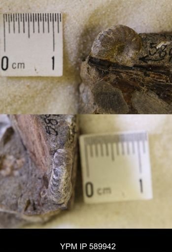 Hoploscaphites comprimus