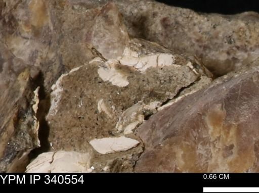 Ostrea glabra