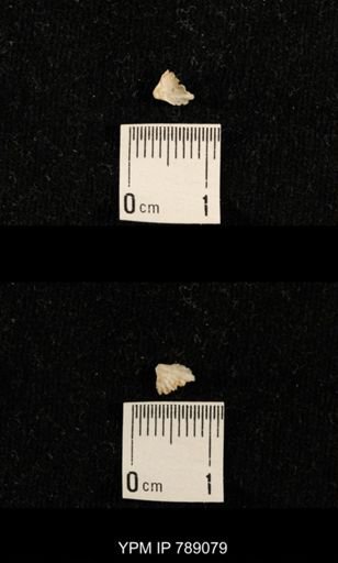 undet. Brachiopoda