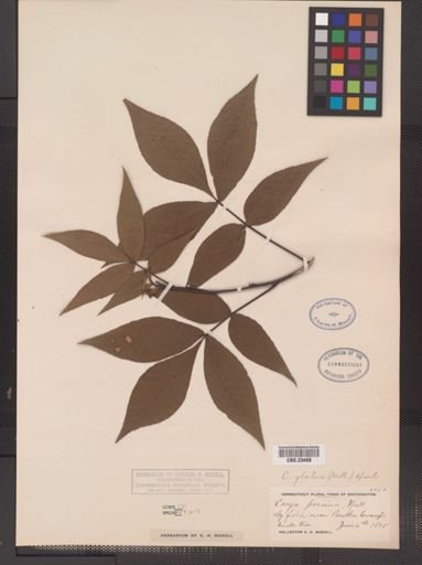 Carya glabra