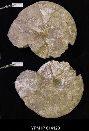 Placenticeras sp.