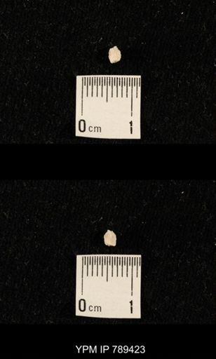 undet. Bryozoa