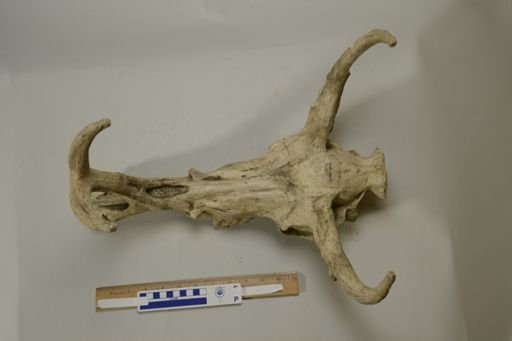 Synthetoceras tricornatus