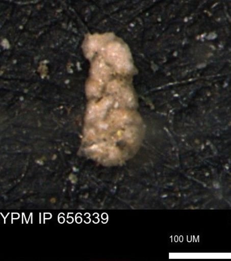 Ammobaculoides whitneyi