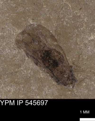 undet. Auchenorrhyncha
