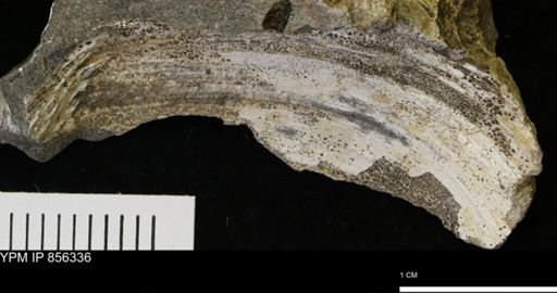 undet. Bivalvia