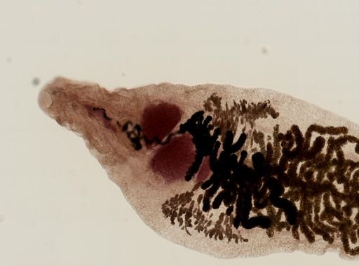 Dicrocoelium dendriticum