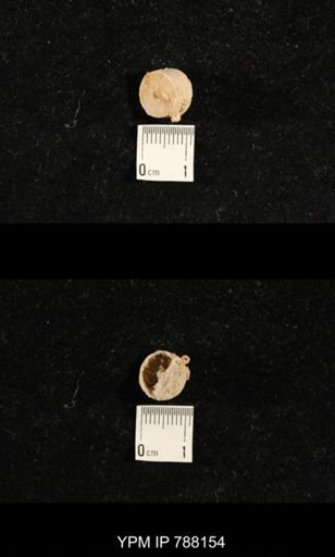 undet. Crinoidea