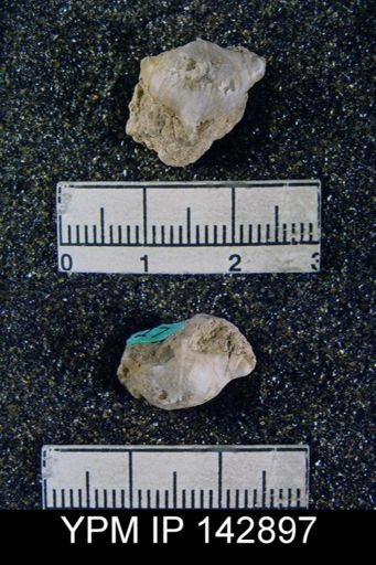 Chonetella nasuta