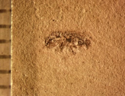 undet. Curculionidae