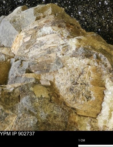 undet. Scaphitidae