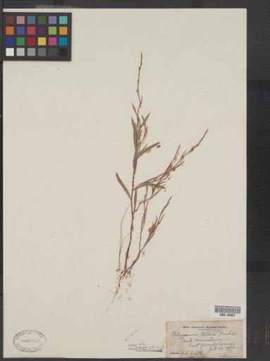Polygonum tenue