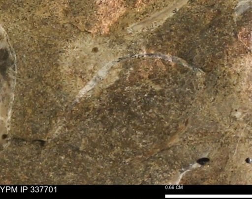 undet. Bivalvia