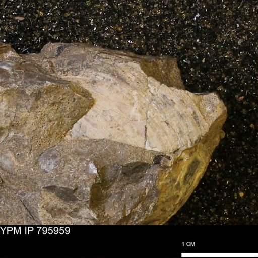undet. Patellogastropoda