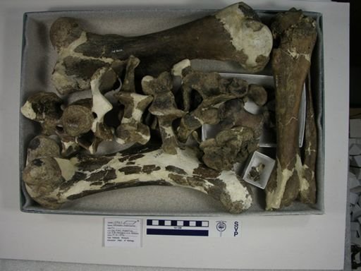 Nesodon imbricatus