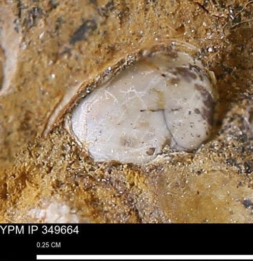 undet. Mollusca