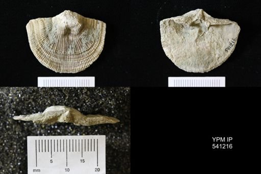 Schuchertella sp.