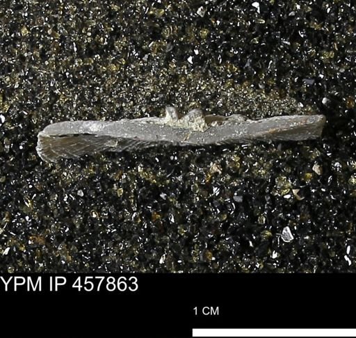 Strophodonta sp.