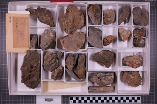 mixed taxa, stratigraphic collection