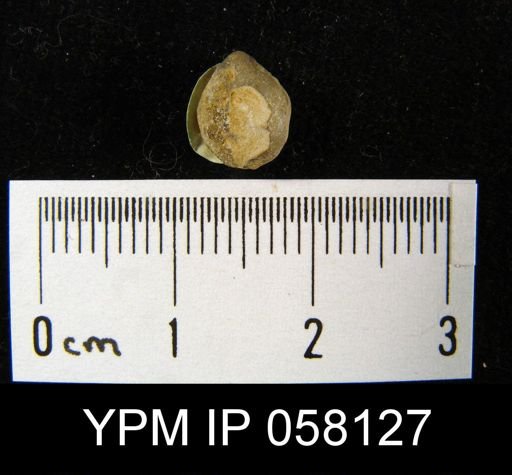 Meristella laevis