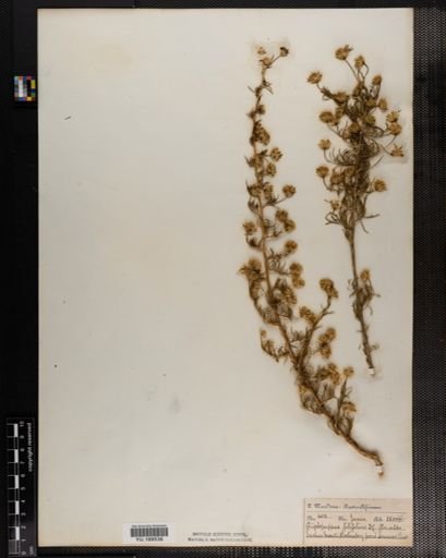 Plantae
