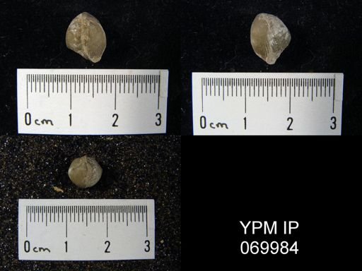 Catazyga anticostiensis
