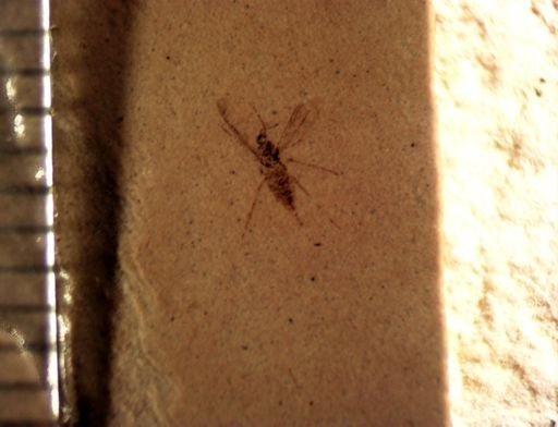 undet. Diptera
