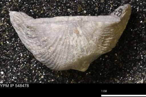 Stropheodonta subcymbiformis