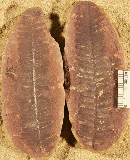 Pecopteris sp.