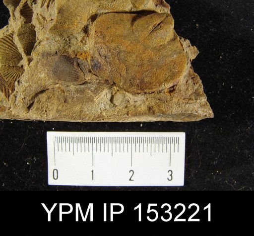 Eatonia peregrina