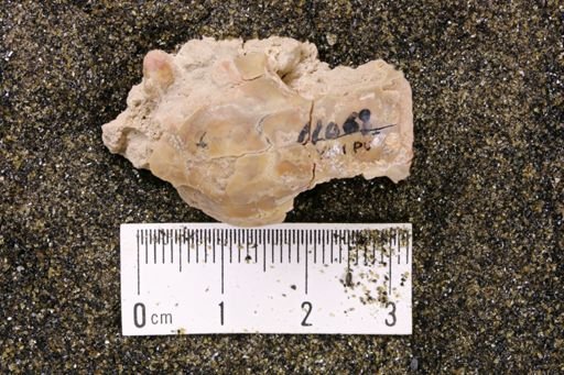 Palaeolagus sp.