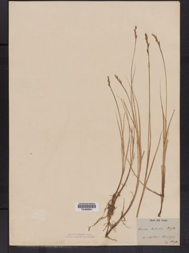 Carex