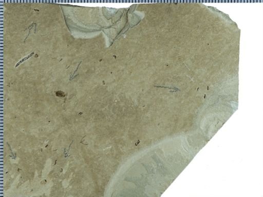Hymenoptera