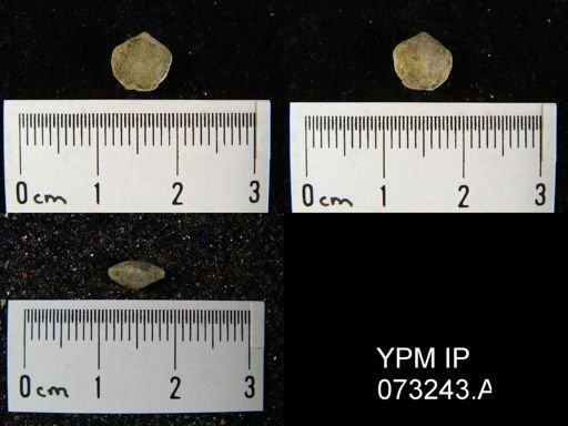 Atrypella decaturensis